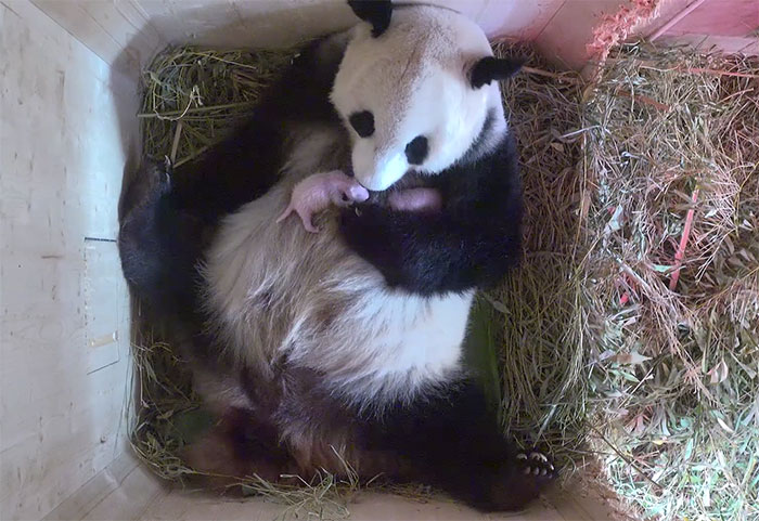 giant panda birth twins