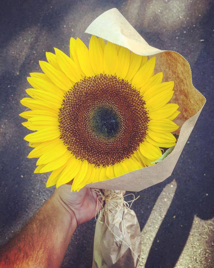 sunflower story woman lost fiance inspirational