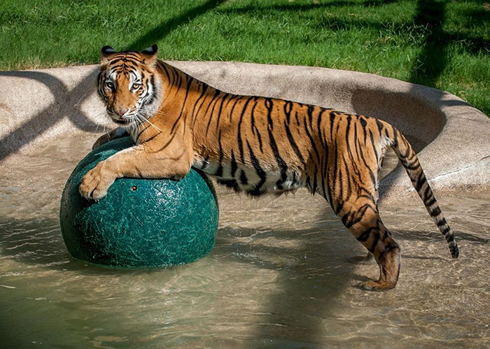 tiger cub rescue finds love