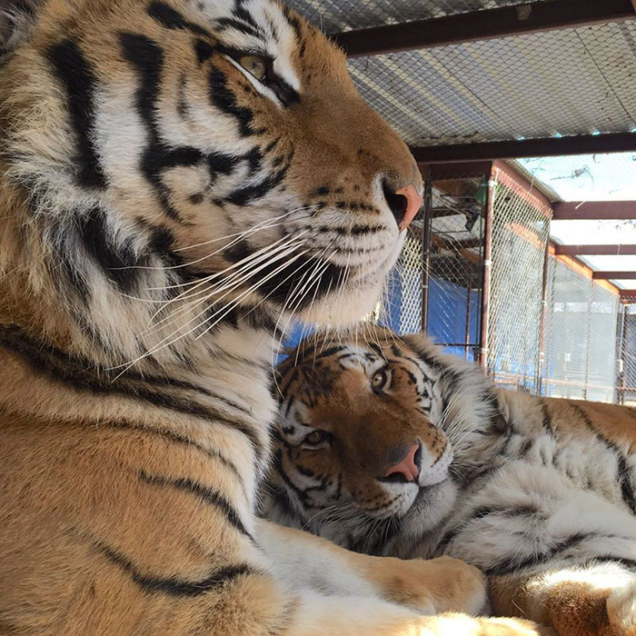 tiger cub rescue finds love