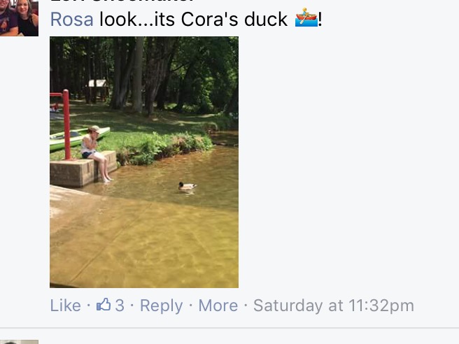 duck hops on rides with kayakers york lake