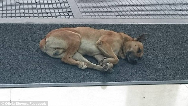 stray dog flight attendant story