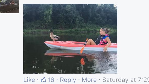 duck hops on rides with kayakers york lake