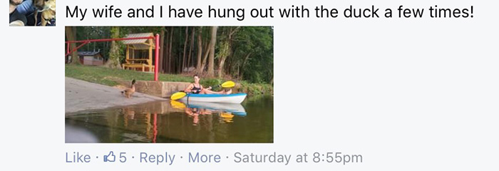 duck hops on rides with kayakers york lake