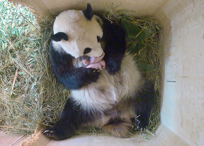 giant panda birth twins