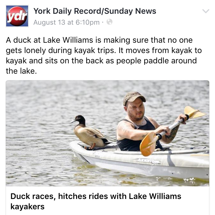 duck hops on rides with kayakers york lake