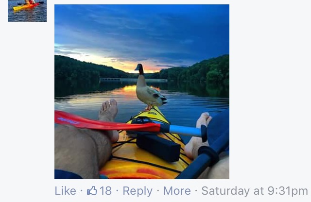 duck hops on rides with kayakers york lake