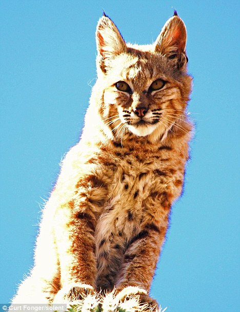 bobcat on top of tall cactus