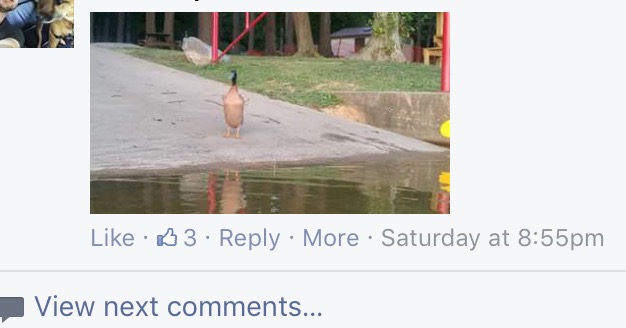 duck hops on rides with kayakers york lake