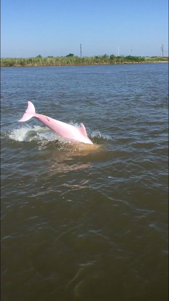 pink dolphin louisiana