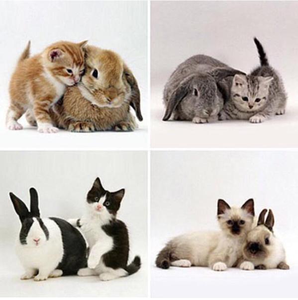 r0195-kitten-bunnies.jpg