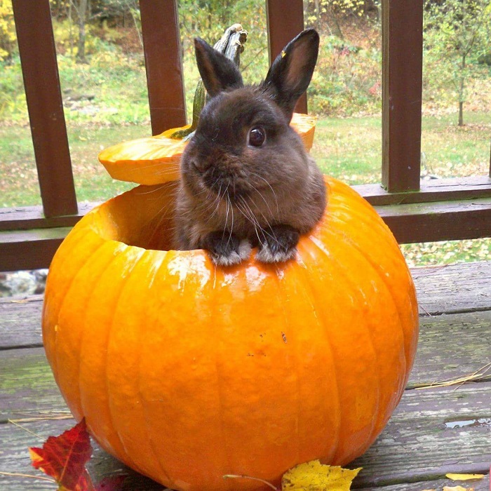 Can Bunnies Eat Pumpkin Skin at Martin Croker blog