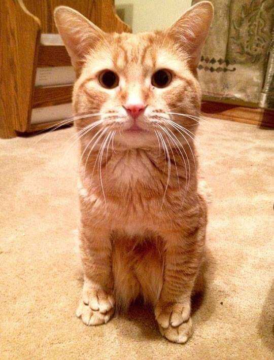 lgm9r-sits-on-back-paws.jpg
