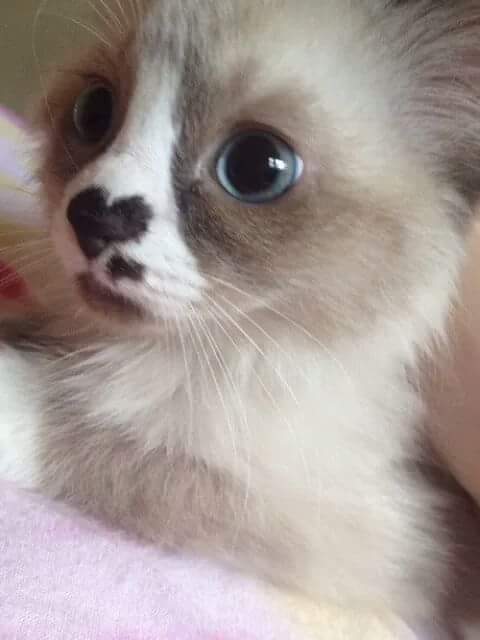 oolna-kitten-heart-on-nose.jpg