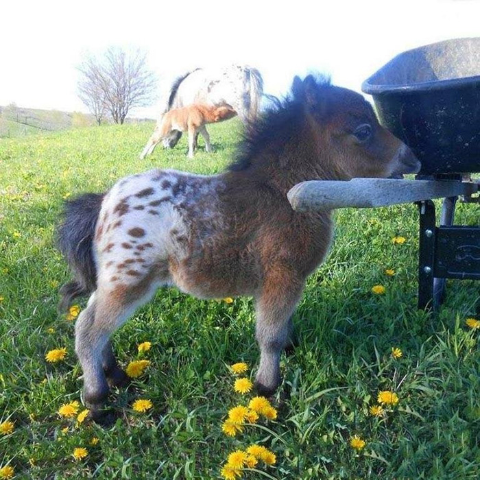 oq0fc-not-for-riding.jpg
