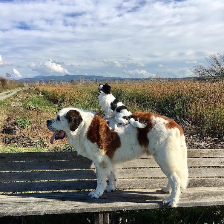 xzgoj-dog-riding-big-dog.jpg