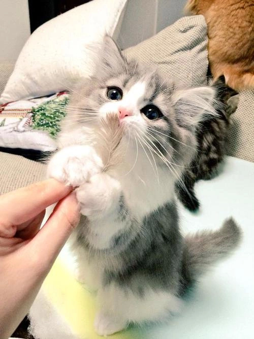 yzcwn-gift-for-you-cat.jpg