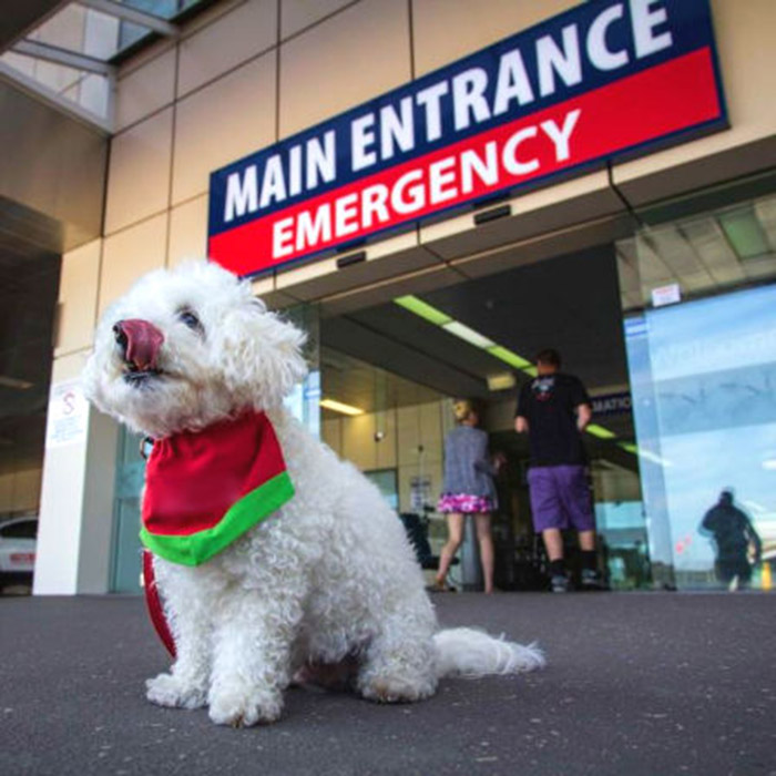 therapy dogs help kids recover faster