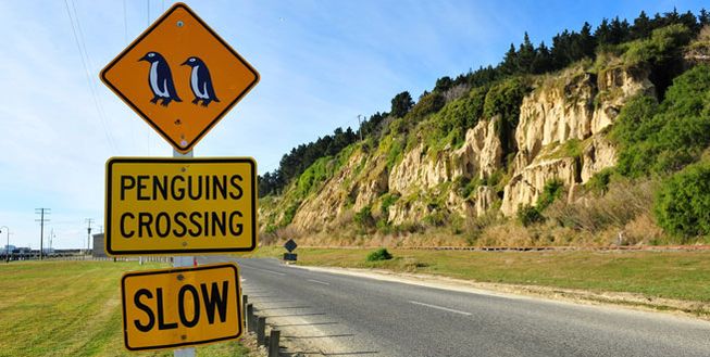 penguin tunnel New Zealand