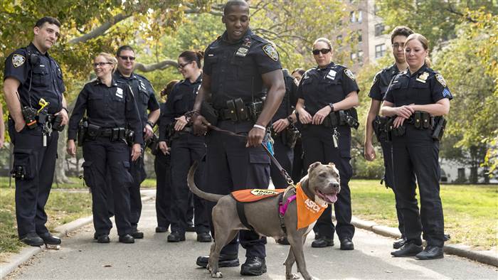 police rescue pit bull love good news dogs