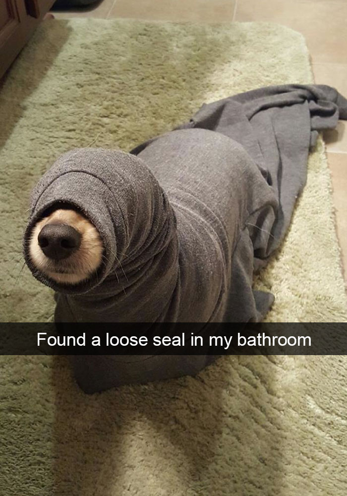 aoeel-dog-snap-chats-3.jpg