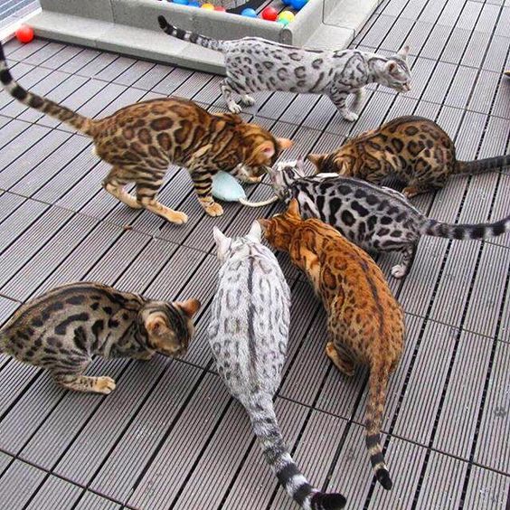 grtsn-colorful-bengals.jpg