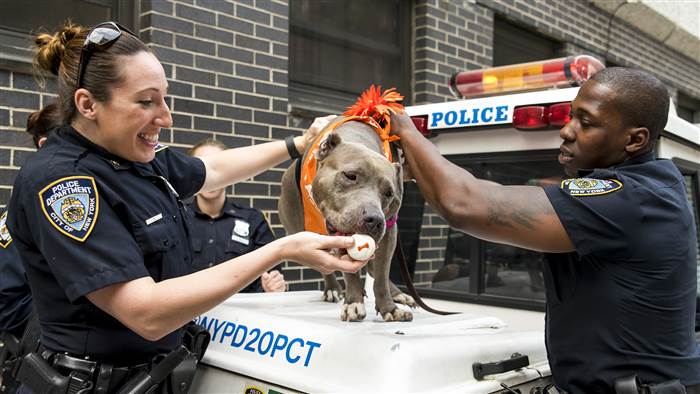 police rescue pit bull love good news dogs