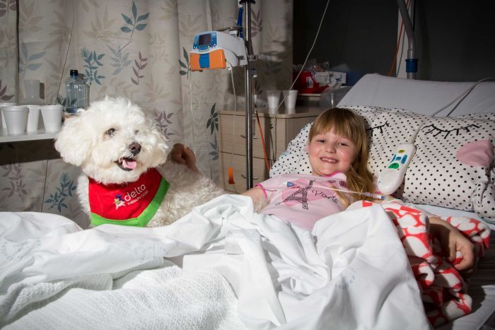 therapy dogs kids hospital help recovery time