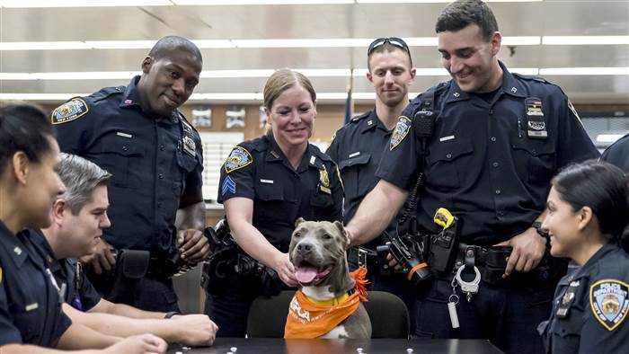 police rescue pit bull love good news dogs