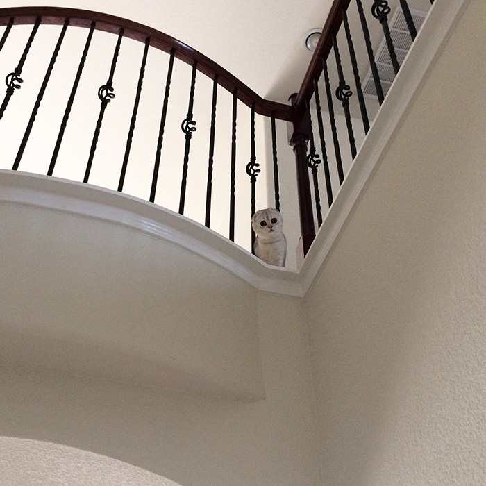 ybtyt-owl-cat.jpg