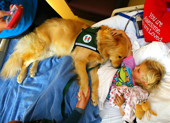 therapy dogs kids hospital help recovery time