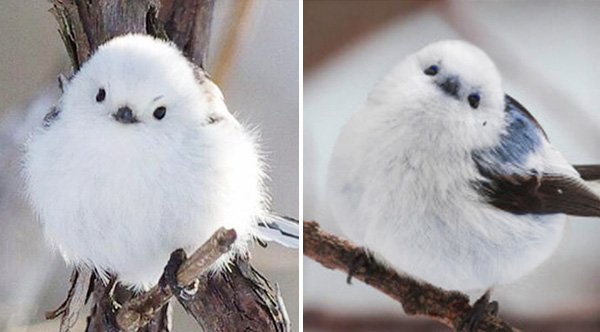 tit cutest bird crow korean ever tranquilizer tyrant