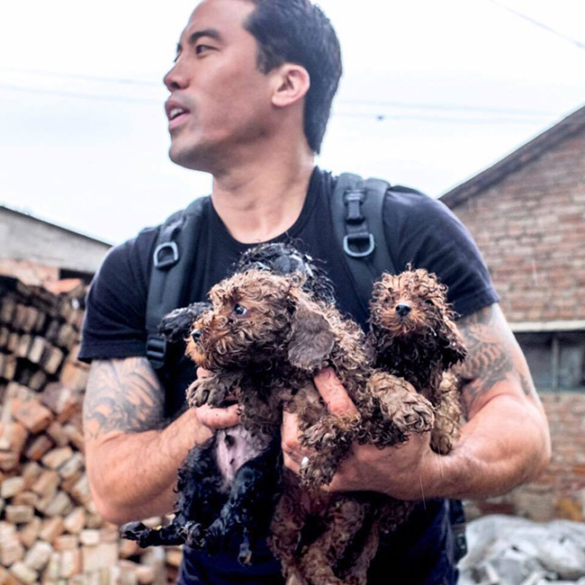 rescue dogs from Chinese dog meat festival