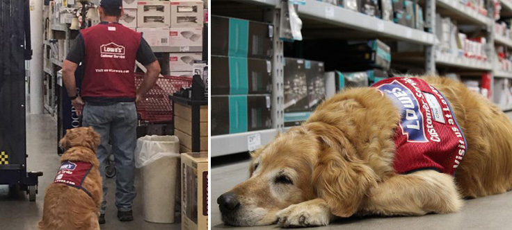 Lowes hires veteran and his service dog