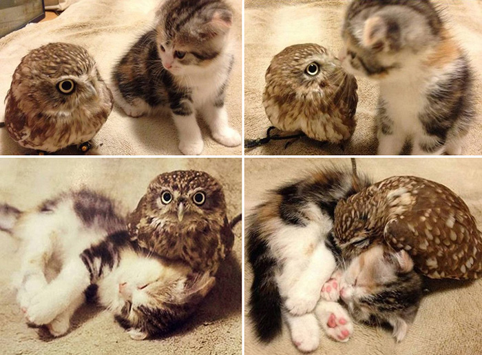 41je8-owl-kitten.jpg