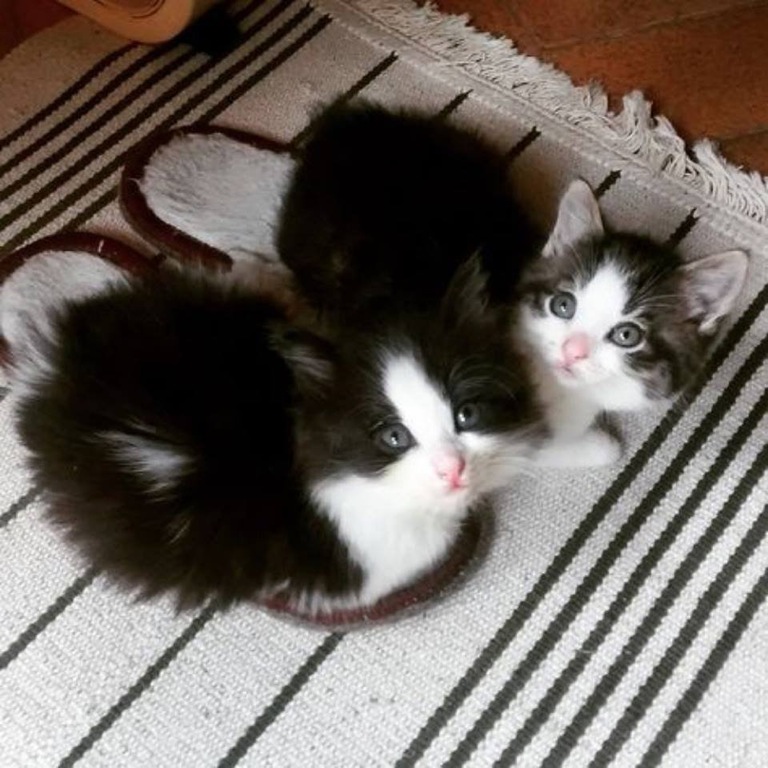 8e35v-slipper-warmers.jpg