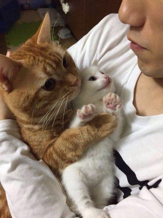 cu1he-human-adopted.jpg
