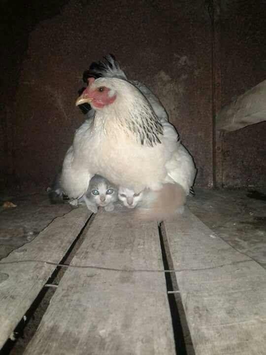 dxs1d-hen-kittens-1.jpg