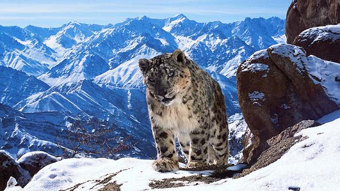 more young people watching planet earth over singing shows