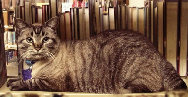 library cat outlasts councilman