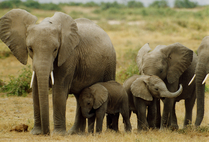 China bans ivory trade