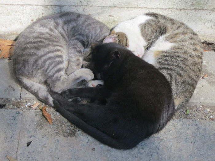 2x3v7-cats-sleeping-make-a-heart.jpg