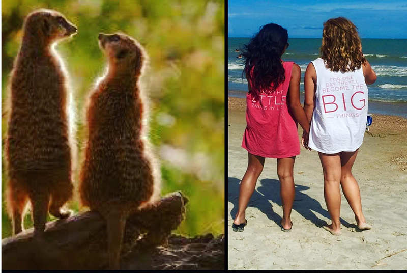 sorority sisters meerkats pose funny pictures