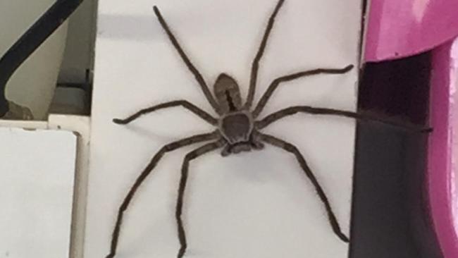 spider plague Australia warning