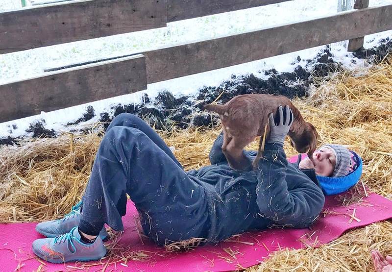 goat yoga