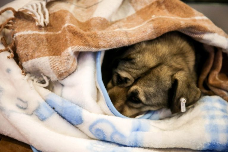 mall in turkey stray dogs sleep blankets