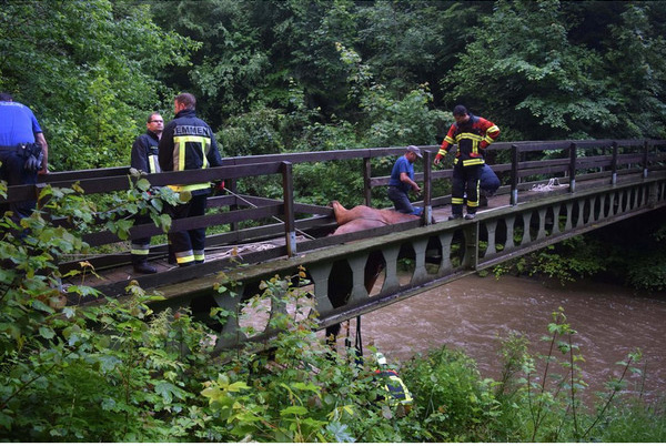 horse rescue bridge helicopter