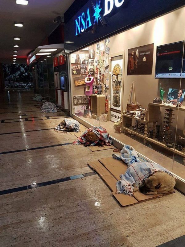 mall in turkey stray dogs sleep blankets