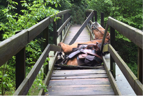 horse rescue bridge helicopter