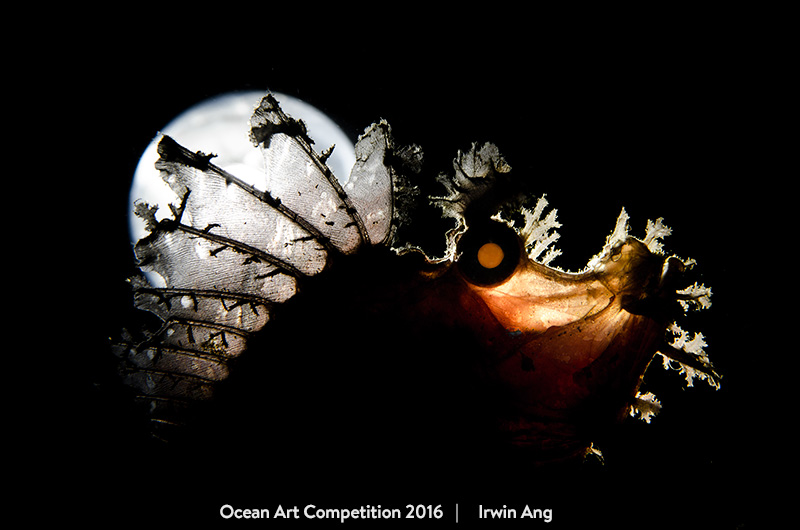 ocean underwater photography awards 2017